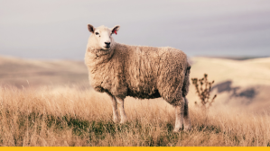 Sheep in Paddock