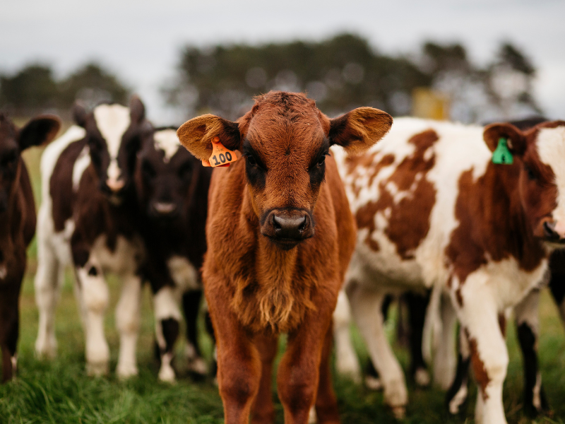 calves in paddock with Allflex NZ Visual ID