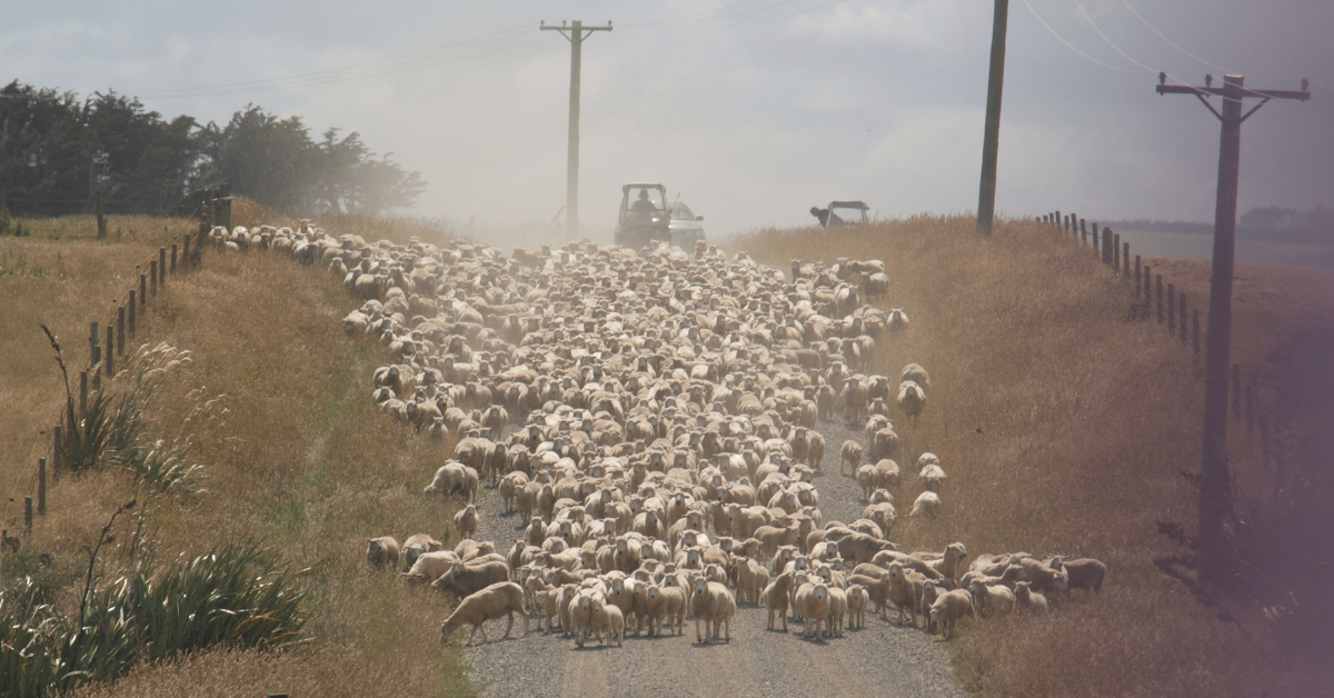 sheep on the move