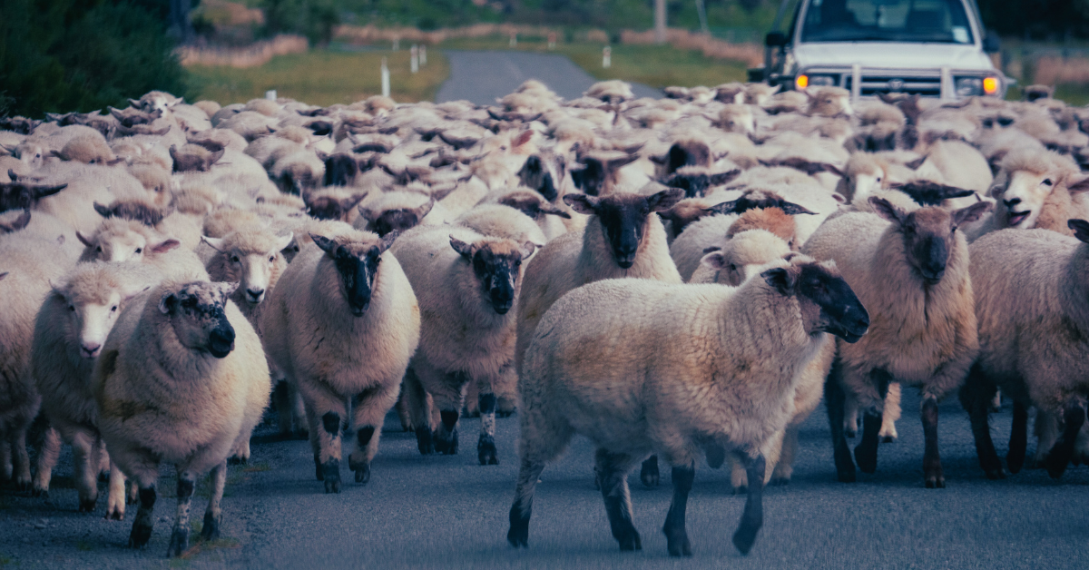 Sheep running down the road