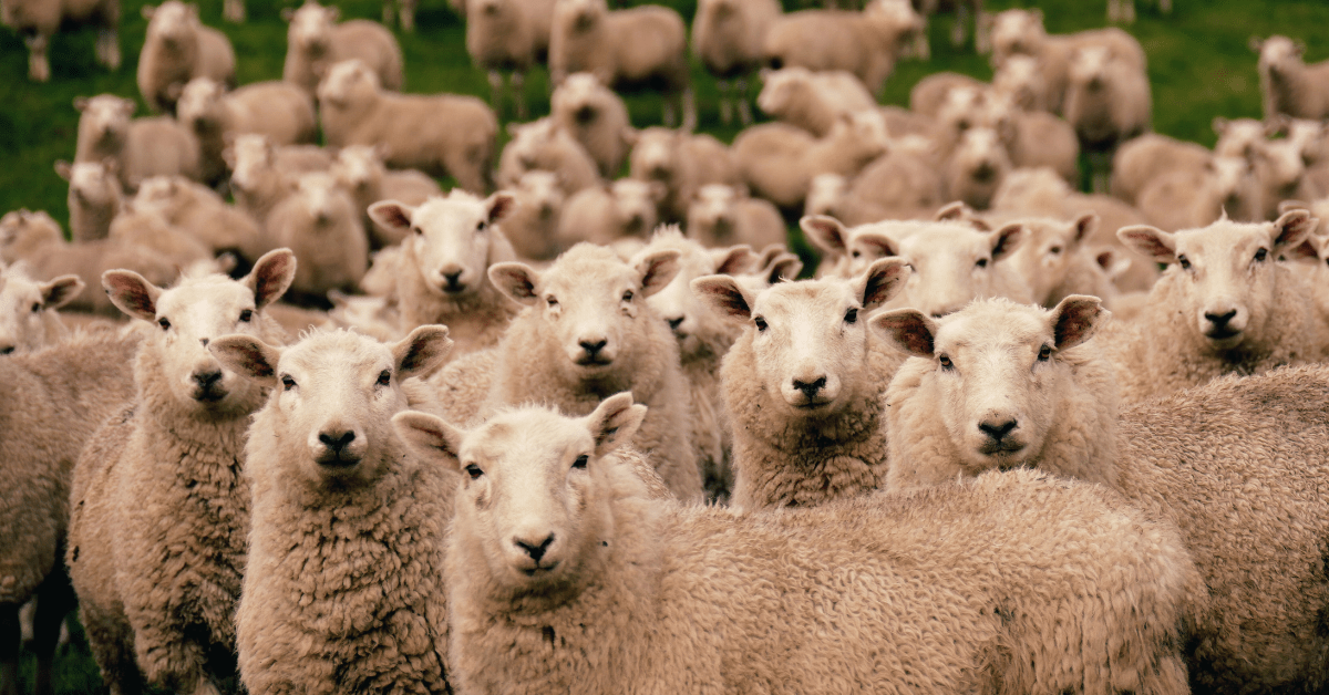 Sheep flock in paddock