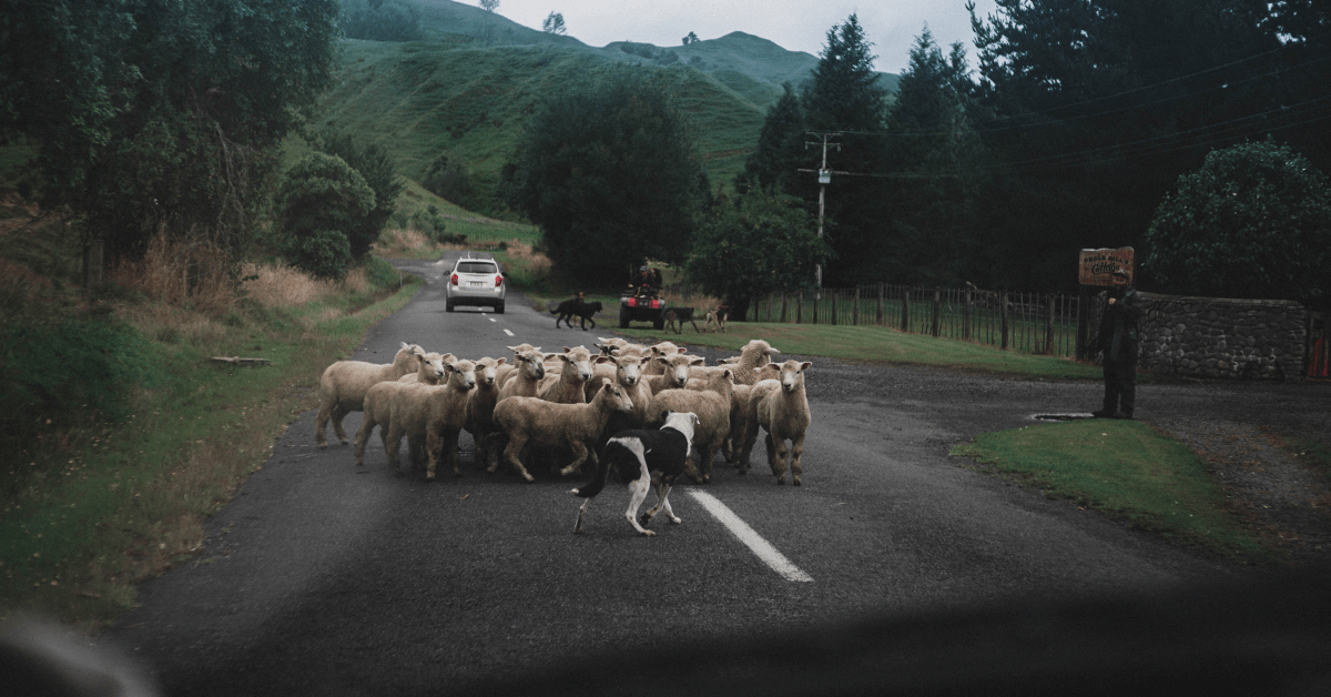 Alliance - coopersanimalhealth-co-nz