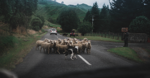sheep and working dogs in action