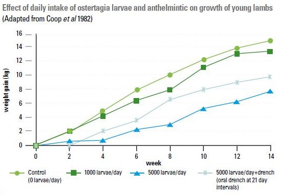 Effect of daily intake of ostertagia and anthelminatic on growth of young lambs graph.