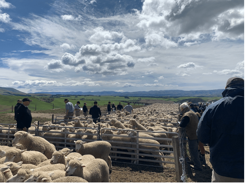 sheep in yards on farm