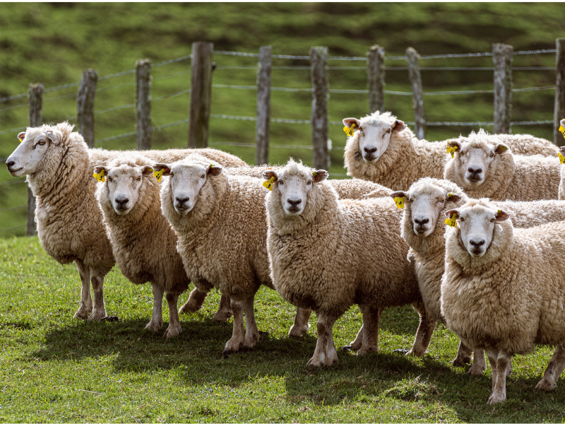 sheep on farm with Allflex visual D
