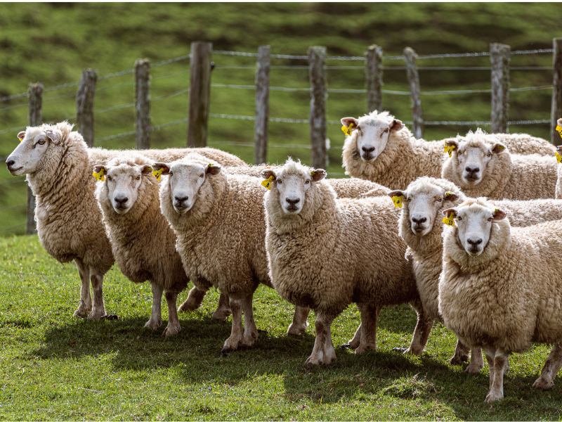 sheep in the field