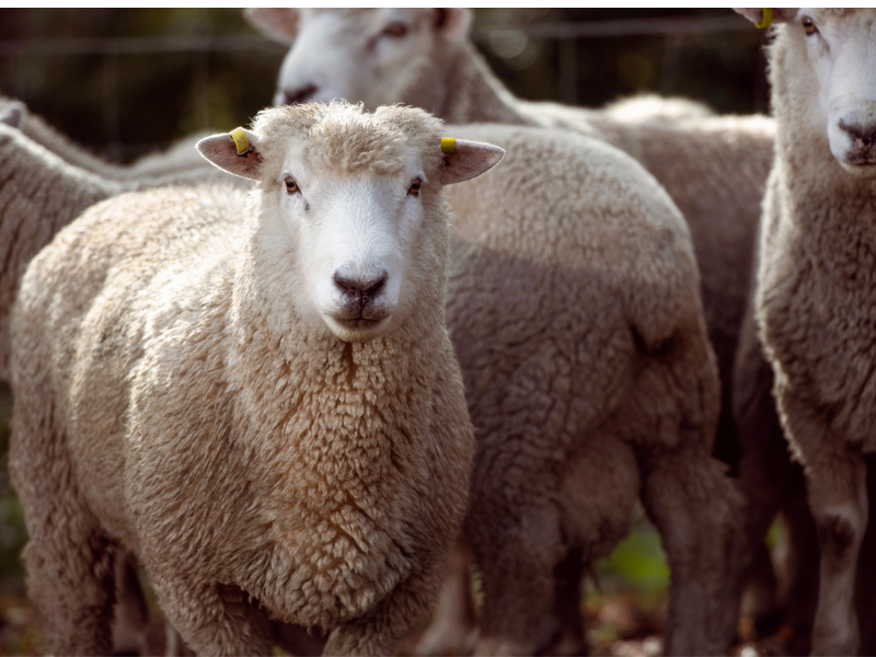 sheep in nz field