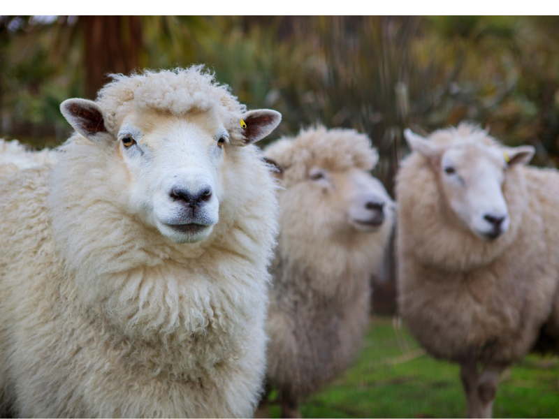 sheep in a paddock