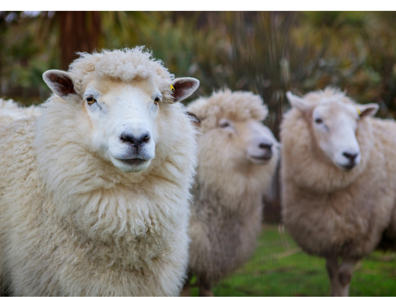 Alliance - coopersanimalhealth-co-nz