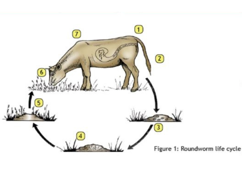 roundworm life cycle