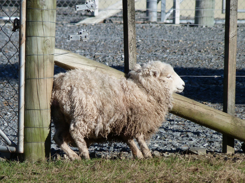 sheep in the field