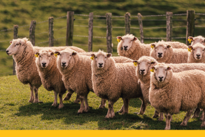 Sheep flock in paddock