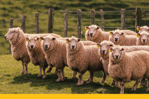 sheep in the field nz